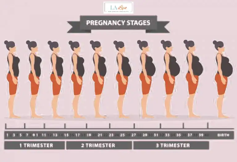 First Trimester (Weeks 1–12): Early Changes You Might Not Notice Wiltshire
